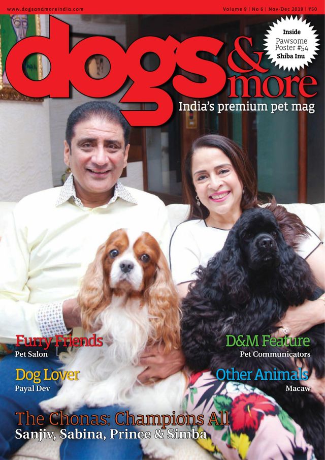 dogs & more