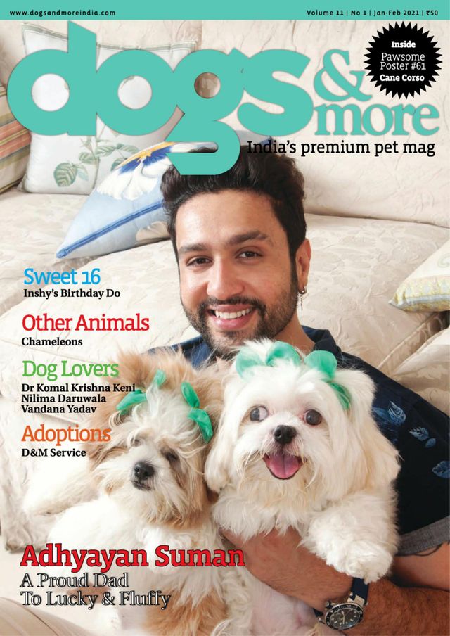 dogs & more