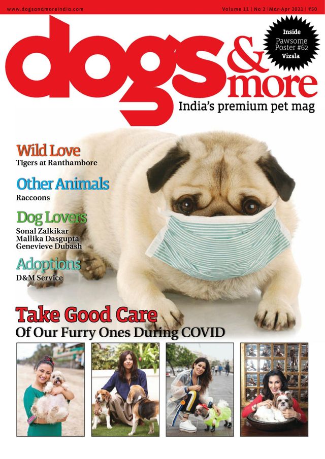 dogs & more