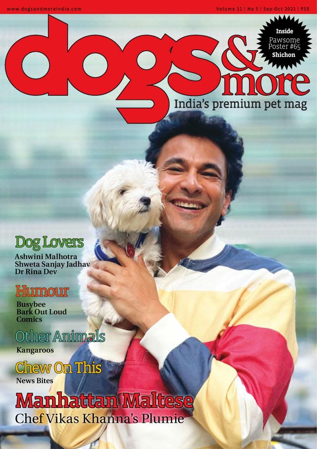 dogs & more