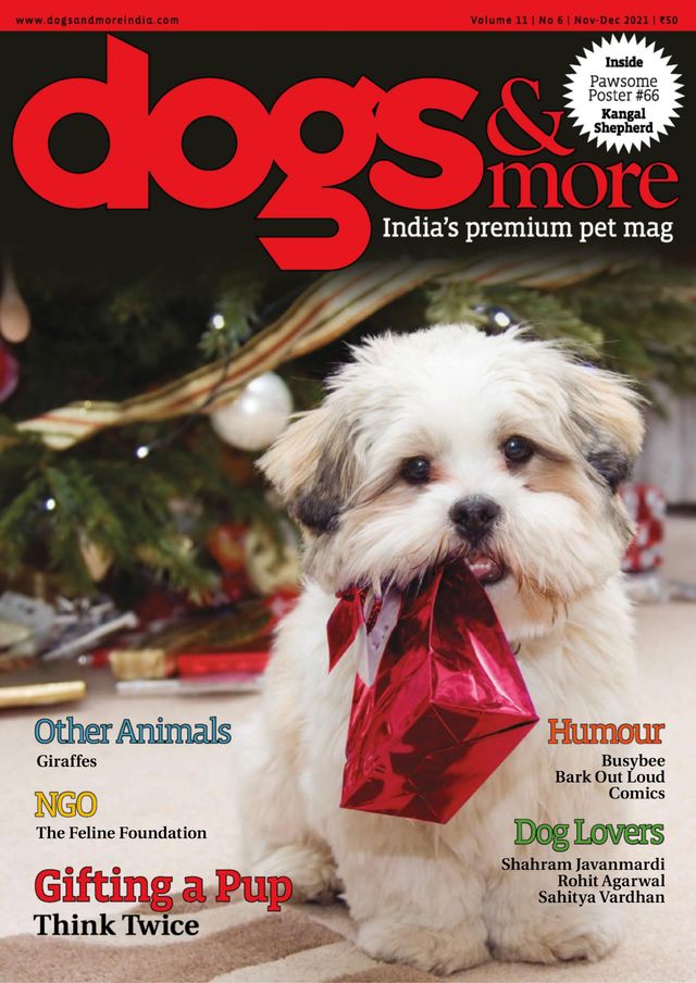 dogs & more
