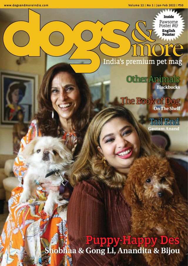 dogs & more