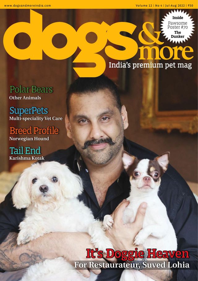 dogs & more