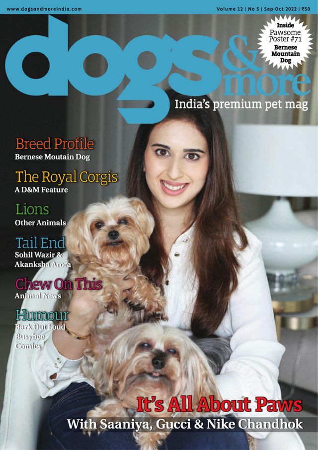 dogs & more