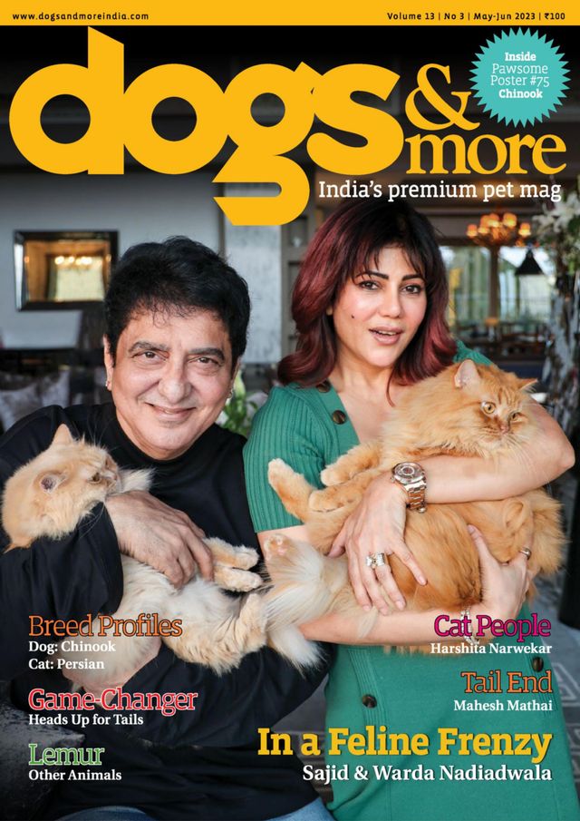 dogs & more