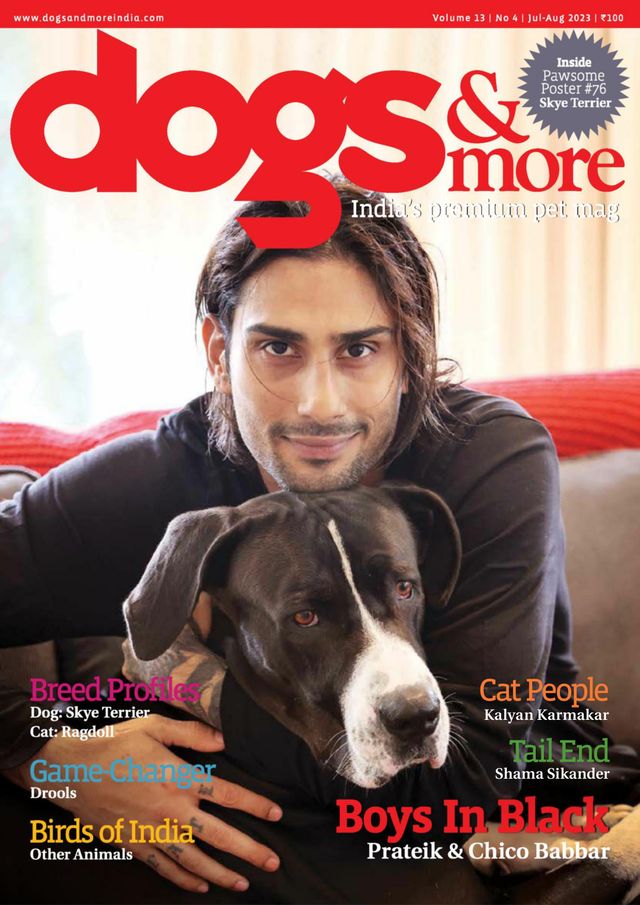 dogs & more