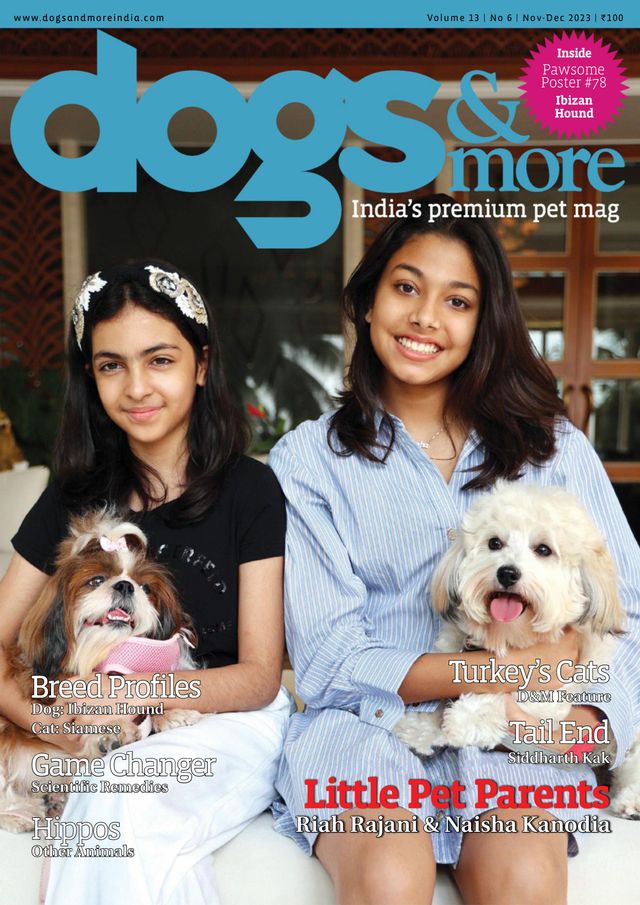 dogs & more