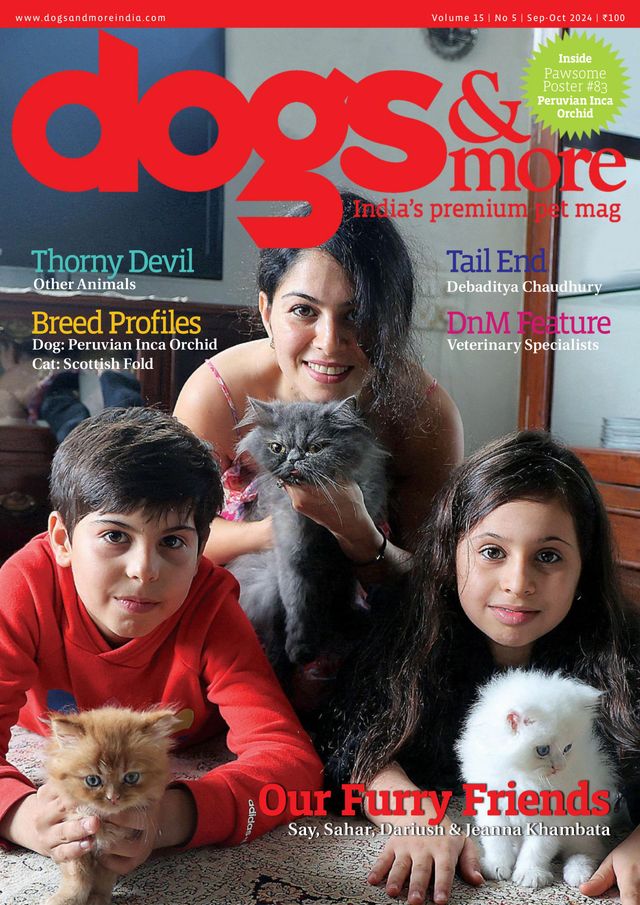 dogs & more