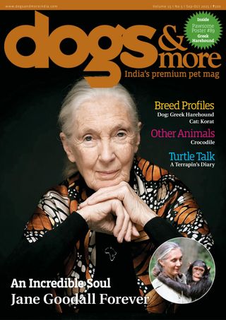 dogs & more