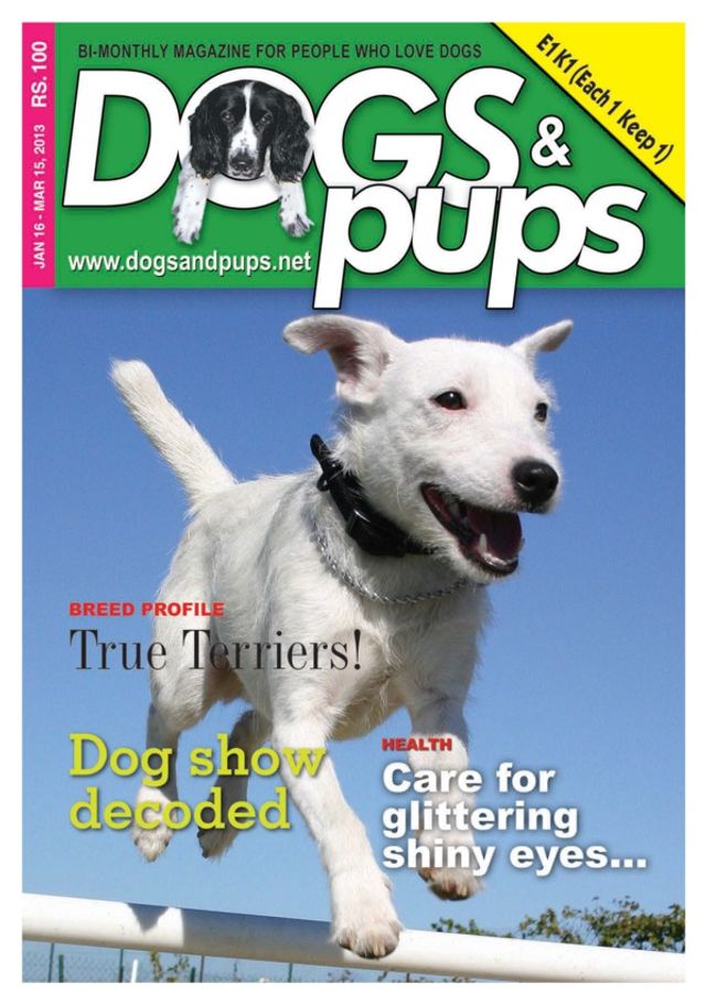 Dogs & Pups