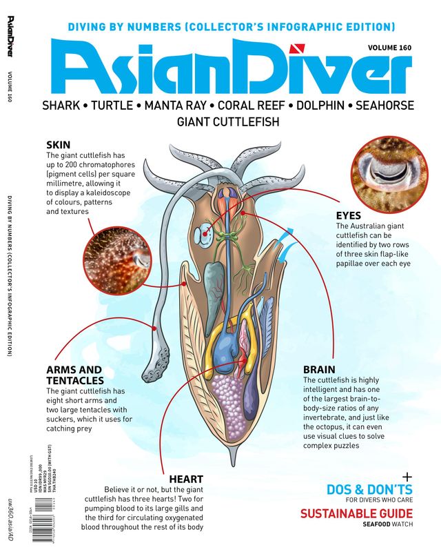 Asian Diver