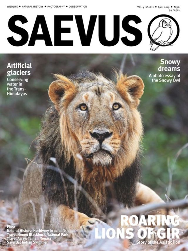 Saevus