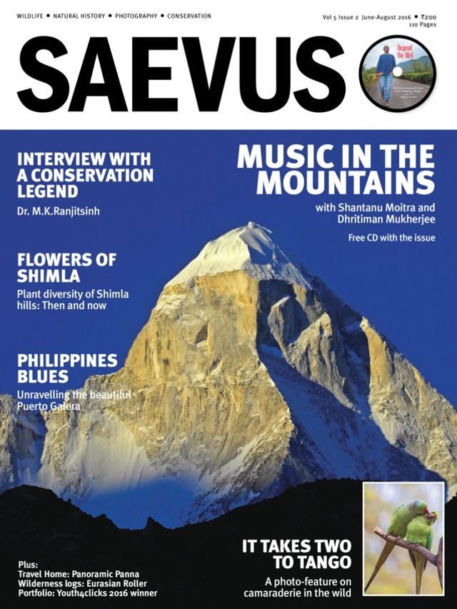 Saevus