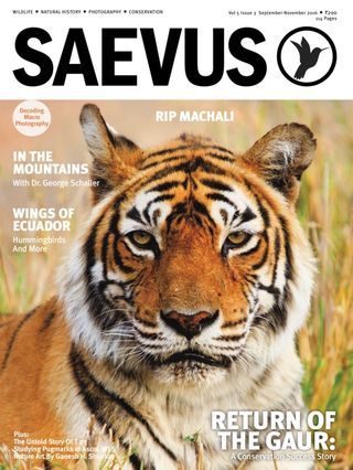 Saevus - SAEVUS NOVEMBER 23 MARCH 24 Saevus Cover - SAEVUS NOVEMBER 23 MARCH 24 Edition