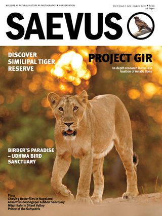 Saevus