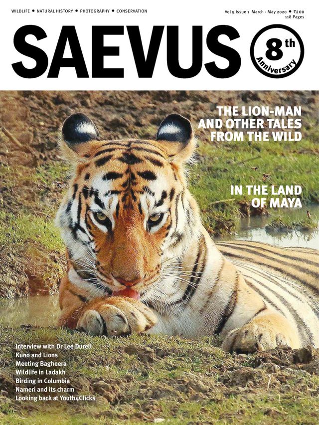 Saevus
