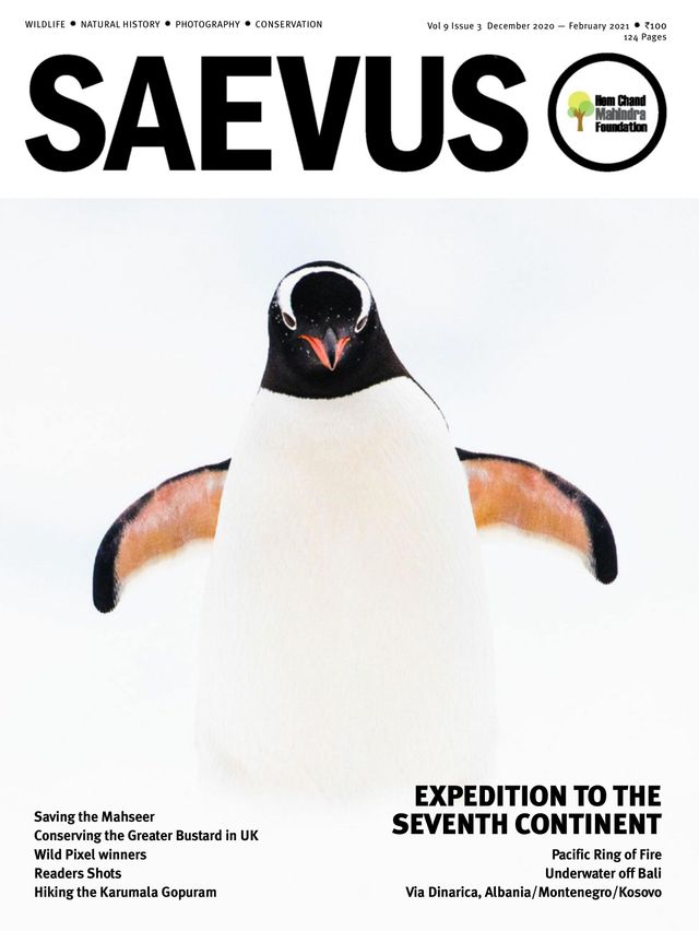 Saevus