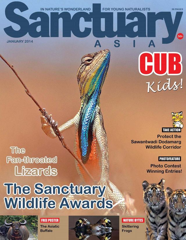 Sanctuary Cub