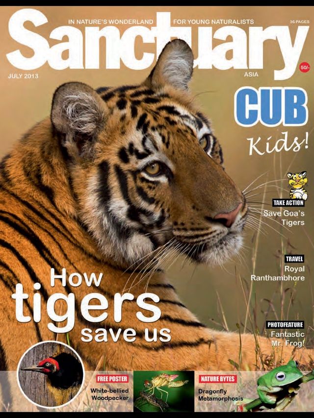Sanctuary Cub