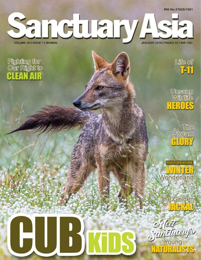 Sanctuary Asia