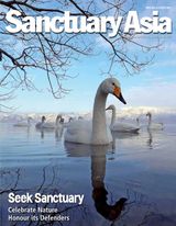 Sanctuary Asia - December 2018 December 2018