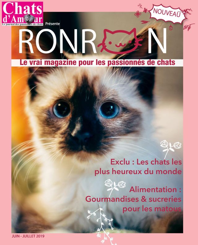 CHAT D AMOUR