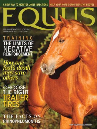 Equus