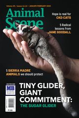 Animal Scene