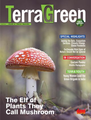 TerraGreen