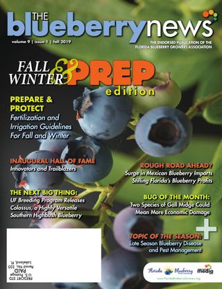 The Blueberry News
