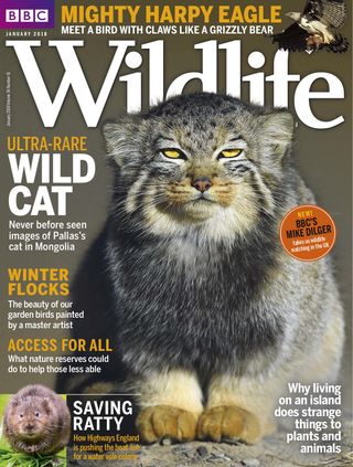 BBC Wildlife Magazine: nature, conservation and wildlife watching