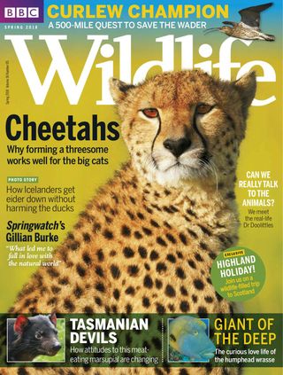 BBC Wildlife