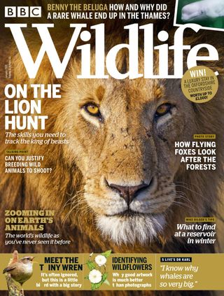BBC Wildlife