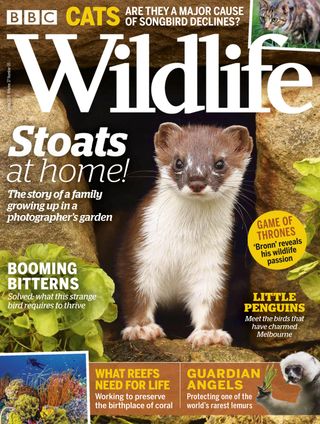 BBC Wildlife