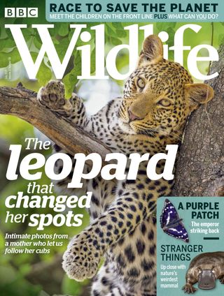 BBC Wildlife