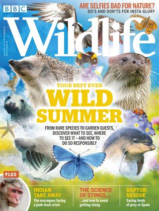 BBC Wildlife