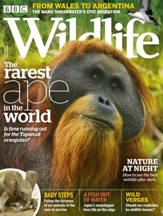 BBC Wildlife