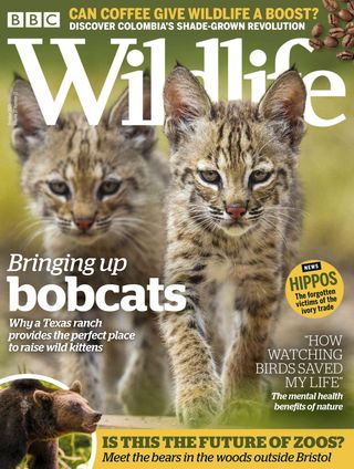BBC Wildlife