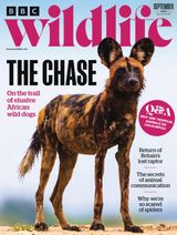 BBC Wildlife