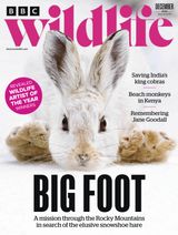 BBC Wildlife