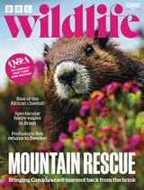 BBC Wildlife