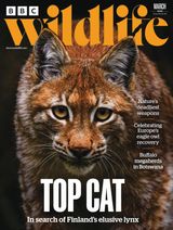 BBC Wildlife