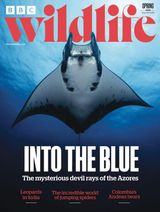 BBC Wildlife