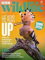 BBC Wildlife