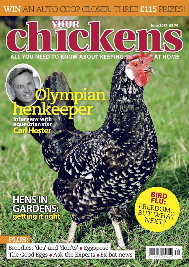 Your Chickens