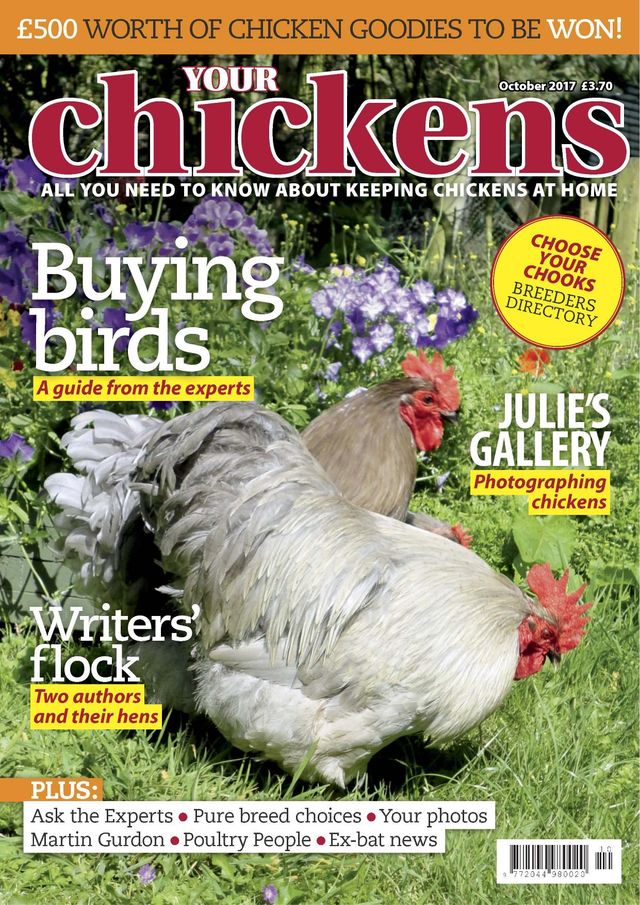 Your Chickens