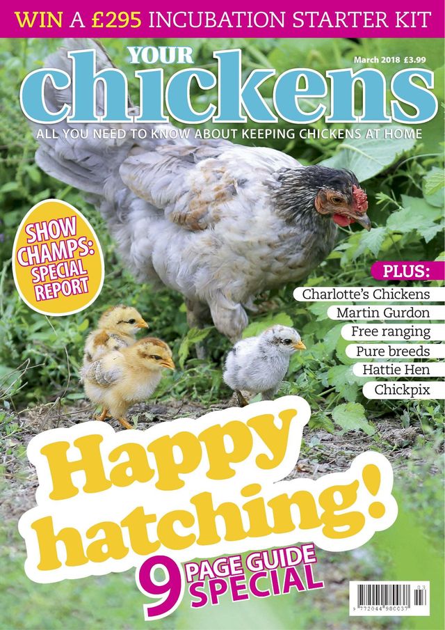 Your Chickens
