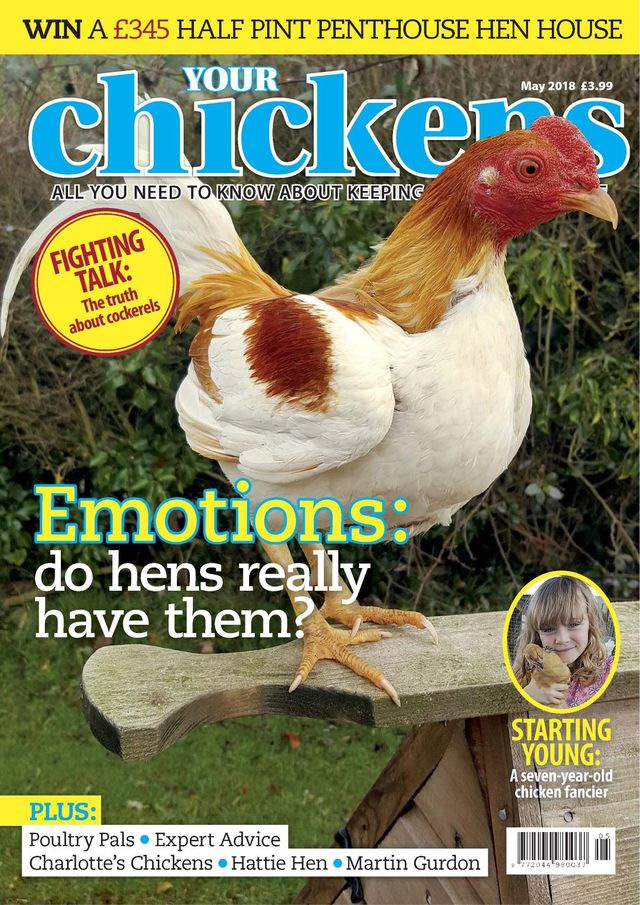Your Chickens