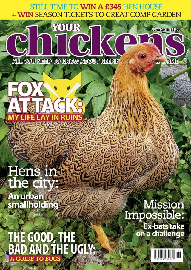 Your Chickens