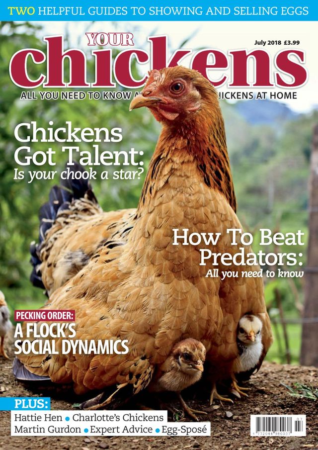Your Chickens